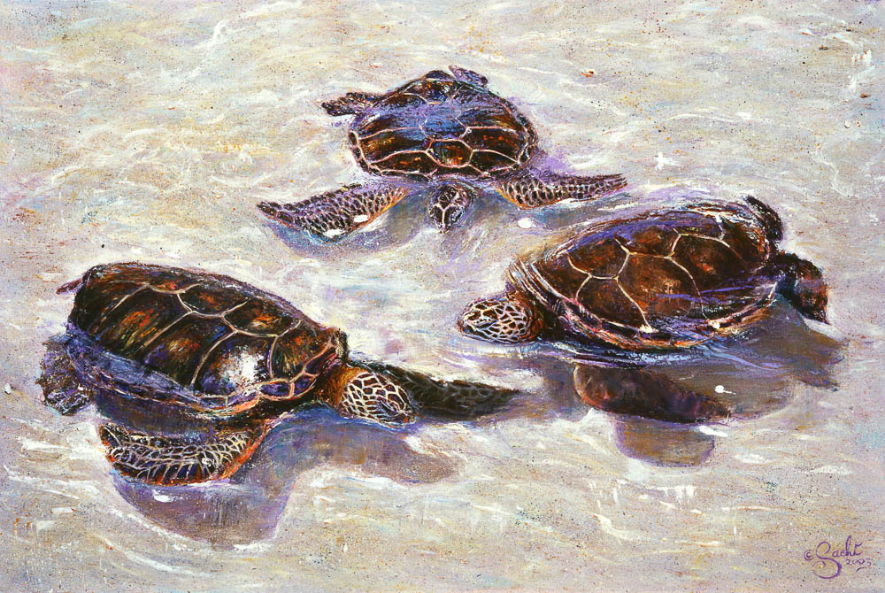 3Turtles by Karla Sachi Conway